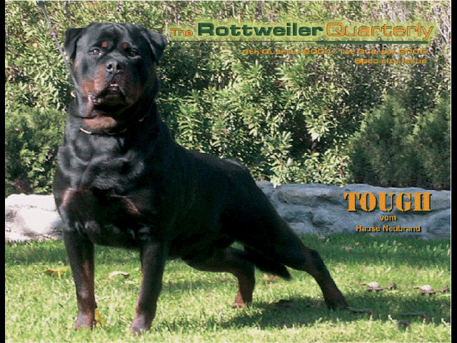 Tough posing for the cover of rottweiler quarterly.