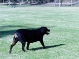 Champion Rottweilers Sun Valley's Saphire Marshall