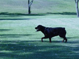 Champion Rottweilers Venus Vom Hause Neubrand