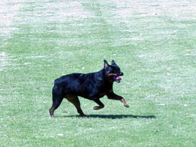 Champion Rottweilers Sun Valley's Ra Marshall