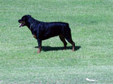 Champion Rottweilers Sun Valley's Ra Marshall