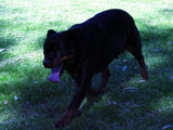 Champion Rottweilers Sun Valley's Saphire Marshall