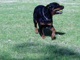 Champion Rottweilers Venus Vom Hause Neubrand