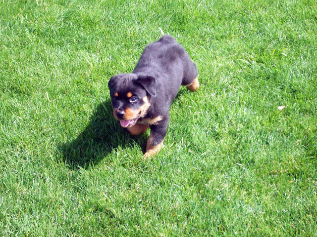Puppies Arizona Rottweilers Champion Puppies