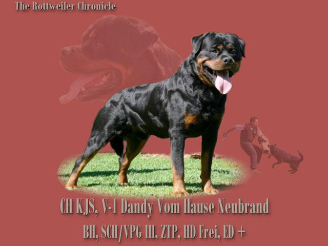 Dandy Vom Hause Neubrand Arizona Rottweilers Champion Puppies