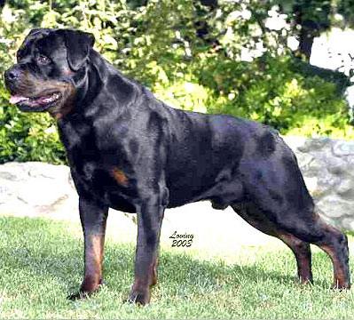Arreleus Von Ruelmann Arizona Rottweilers Champion Puppies